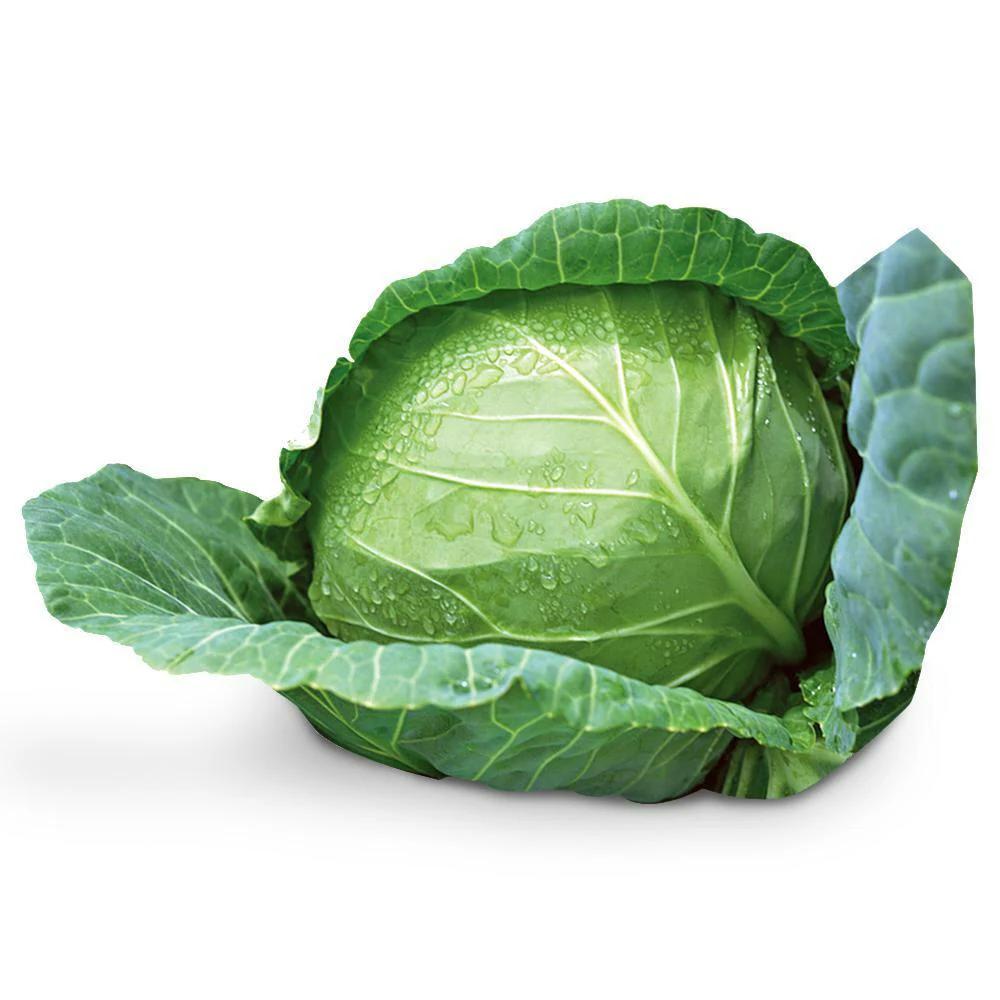 Fresh Cabbage